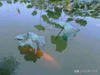 常州常裕商务信息咨询有限公司